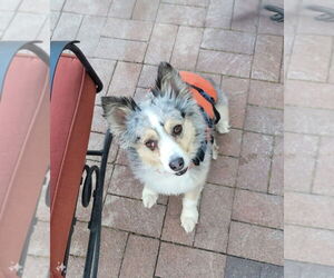 Australian Shepherd Dogs for adoption in Salt Lake City, UT, USA