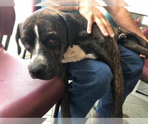 Boxweiler Dogs for adoption in San Antonio, TX, USA
