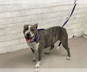 Mutt Dogs for adoption in San Bernardino, CA, USA