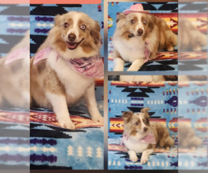 Australian Shepherd-Unknown Mix Dogs for adoption in Cranston, RI, USA
