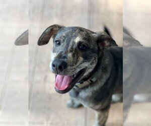 Labrador Retriever-Unknown Mix Dogs for adoption in Blairsville, GA, USA