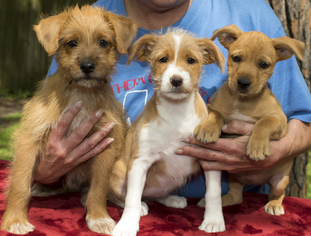Beagle-Cairn Terrier Mix Dogs for adoption in Santa Fe, TX, USA