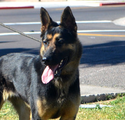 German Shepherd Dog Dogs for adoption in Goodyear, AZ, USA