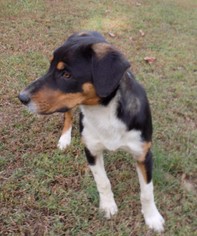 Labbe Dogs for adoption in Ashland, VA, USA