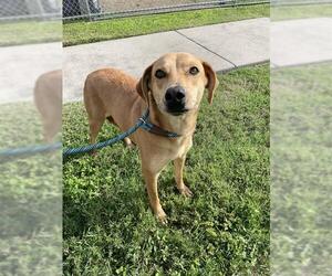 Redbone Coonhound-Rhodesian Ridgeback Mix Dogs for adoption in Corpus Christi, TX, USA