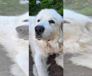 Great Pyrenees Dogs for adoption in Anchorage, AK, USA