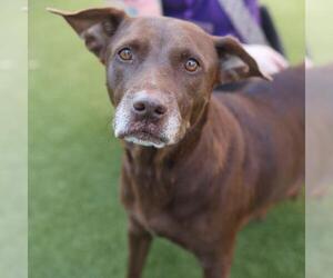 Labrador Retriever-Unknown Mix Dogs for adoption in San Antonio, TX, USA