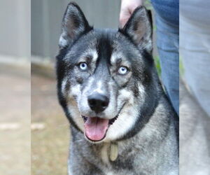 Siberian Husky Dogs for adoption in Germanton, TN, USA