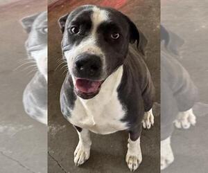 Mutt Dogs for adoption in Elmsford, NY, USA