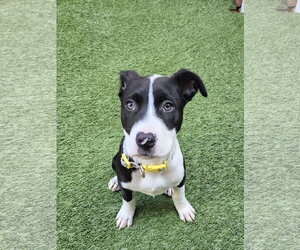 American Pit Bull Terrier-Unknown Mix Dogs for adoption in Berkeley, CA, USA