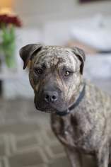 Medium Photo #1 Boxer-German Shepherd Dog Mix Puppy For Sale in Pasadena, CA, USA