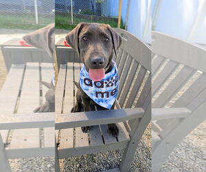 Labrador Retriever-Unknown Mix Dogs for adoption in Rockaway, NJ, USA