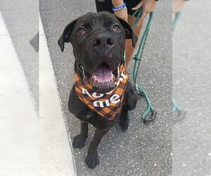 Mastiff Dogs for adoption in Palmetto, FL, USA