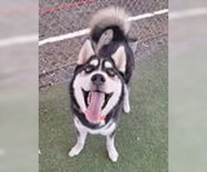 - Mix Dogs for adoption in Woodland, CA, USA