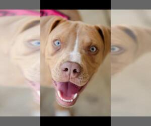 American Pit Bull Terrier-Unknown Mix Dogs for adoption in Potomac, MD, USA