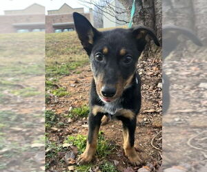 Mutt Dogs for adoption in Candler, NC, USA