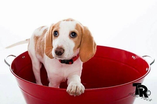 English Foxhound-Unknown Mix Dogs for adoption in Dahlgren, VA, USA