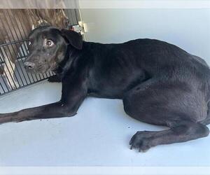 Labrador Retriever Dogs for adoption in Houston, TX, USA