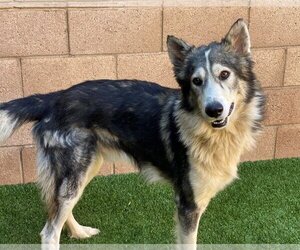 Alaskan Malamute-Unknown Mix Dogs for adoption in Santa Clarita, CA, USA