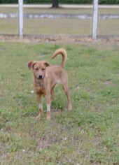 Medium Photo #1 Golden Retriever-Unknown Mix Puppy For Sale in Smithfield, NC, USA