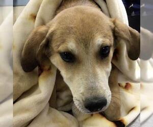 Mutt Dogs for adoption in Riverside, CA, USA