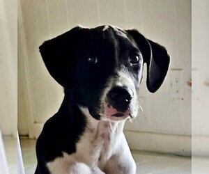 Labrador Retriever-Unknown Mix Dogs for adoption in Canton, CT, USA