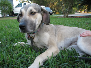 Medium Photo #1 Mutt Puppy For Sale in Orlando, FL, USA