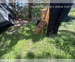 American Pit Bull Terrier-Unknown Mix Dogs for adoption in Ocala, FL, USA