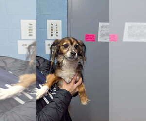 Papillon Dogs for adoption in Evansville, IN, USA