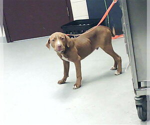 Mutt Dogs for adoption in Fayetteville, NC, USA
