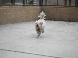 Maltese Dogs for adoption in Denver, CO, USA