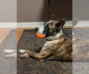 Catahoula Leopard Dog-Unknown Mix Dogs for adoption in Minneapolis, MN, USA