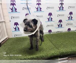 Mutt Dogs for adoption in Orlando, FL, USA