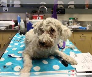 Maltese Dogs for adoption in Riverside, CA, USA