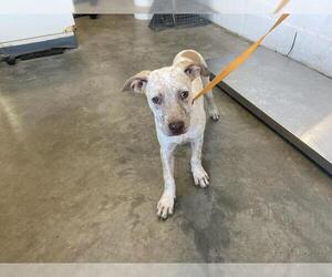 American Pit Bull Terrier-Unknown Mix Dogs for adoption in Corona, CA, USA