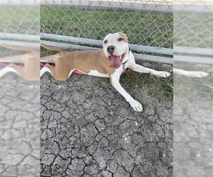 American Staffordshire Terrier-Unknown Mix Dogs for adoption in Corpus Christi, TX, USA