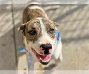 Mutt Dogs for adoption in Tulsa, OK, USA