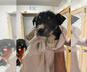 Collie-Unknown Mix Dogs for adoption in Calgary, Alberta, Canada