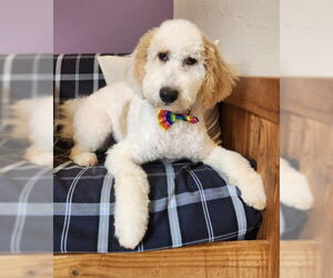 Poodle (Standard)-Unknown Mix Dogs for adoption in Warrenton, VA, USA