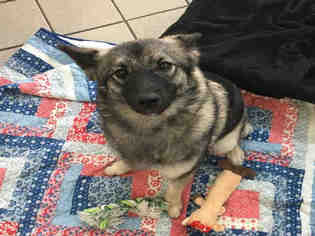 Norwegian Elkhound Dogs for adoption in Canfield, OH, USA