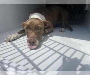 Labrador Retriever-Unknown Mix Dogs for adoption in Houston, TX, USA