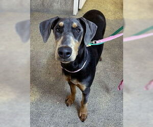 Doberman Pinscher-Unknown Mix Dogs for adoption in Ventura, CA, USA