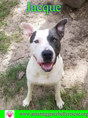 American Staffordshire Terrier-Great Dane Mix Dogs for adoption in Pensacola, FL, USA