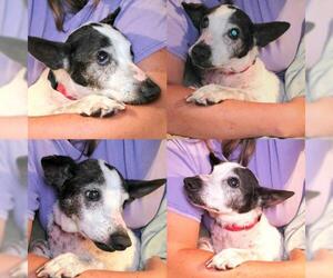 Jack Russell Terrier-Unknown Mix Dogs for adoption in Franklinton, LA, USA