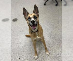 German Shepherd Dog-Unknown Mix Dogs for adoption in Brighton, CO, USA