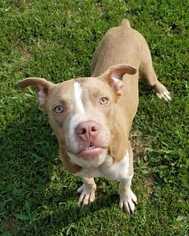 Bullboxer Pit Dogs for adoption in Boston, MA, USA