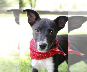Medium Photo #1 Rat-Cha Puppy For Sale in Von Ormy, TX, USA