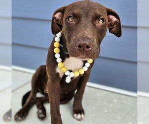 American Staffordshire Terrier-Unknown Mix Dogs for adoption in Maryville, TN, USA