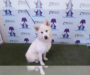 Samoyed-Unknown Mix Dogs for adoption in Orlando, FL, USA