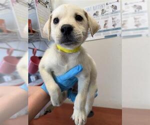 Labrador Retriever-Unknown Mix Dogs for adoption in San Antonio, TX, USA